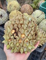 Annona crassiflora