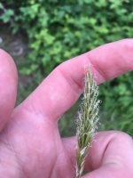 Anthoxanthum odoratum