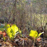 Anthurium plowmanii
