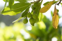 Arbutus andrachne