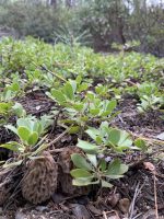 Arctostaphylos nevadensis