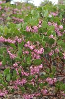 Arctostaphylos patula