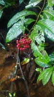 Ardisia semicrenata