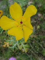 Argemone mexicana