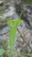 Arisaema jacquemontii