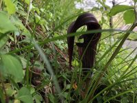 Arisaema serratum