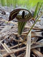 Arisaema triphyllum