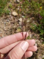 Aristida adscensionis