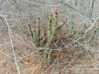 Arrojadoa rhodantha