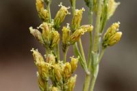 Artemisia nova