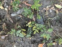 Artemisia sieversiana