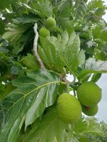 Artocarpus altilis