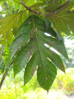 Artocarpus altilis