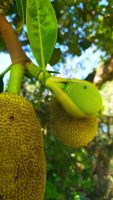 Artocarpus heterophyllus