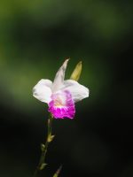 Arundina bambusifolia