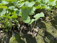 Asarum canadense