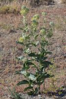 Asclepias erosa