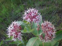 Asclepias speciosa