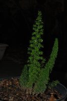 Asparagus densiflorus