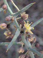 Asparagus stipularis