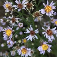 Aster tripolium