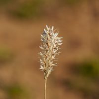 Astrebla pectinata