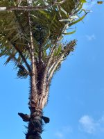 Astrocaryum aculeatum