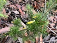 Astroloma pinifolium