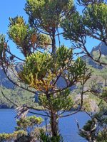 Athrotaxis selaginoides