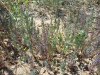 Atriplex dimorphostegia