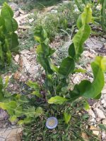 Baccharis jocheniana