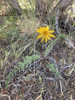 Balsamorhiza incana
