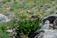 Balsamorhiza sagittata