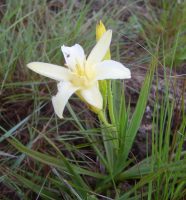 Barbacenia itabirensis