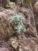 Barbacenia pulverulenta