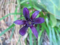 Barbacenia purpurea