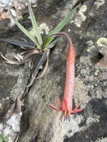 Barbacenia umbrosa