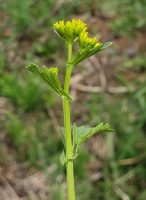 Barbarea vulgaris