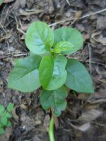 Basella alba