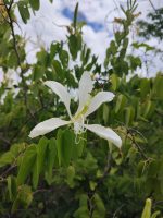 Bauhinia catingae