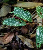 Begonia edmundoi