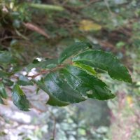 Begonia fruticosa