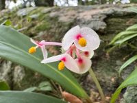 Begonia herbacea