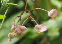 Begonia nuda