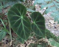Begonia valdensium