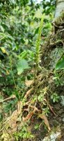 Beloglottis costaricensis