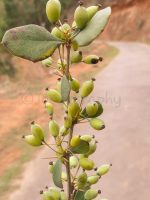 Berberis asiatica