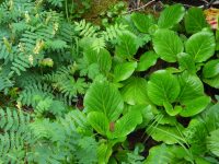 Bergenia crassifolia