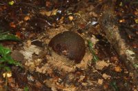 Bertholletia excelsa
