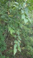 Betula schmidtii